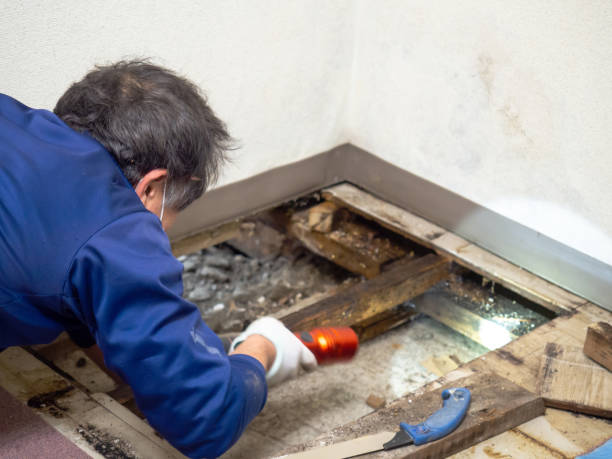 Best Commercial Mold Remediation in Alma, MI