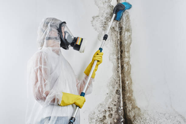 Best Residential Mold Remediation in Alma, MI