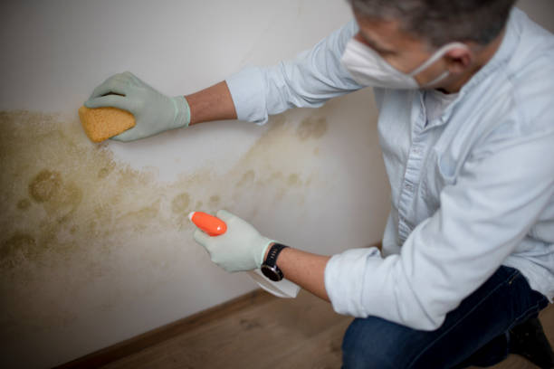 Best Crawl Space Mold Remediation in Alma, MI