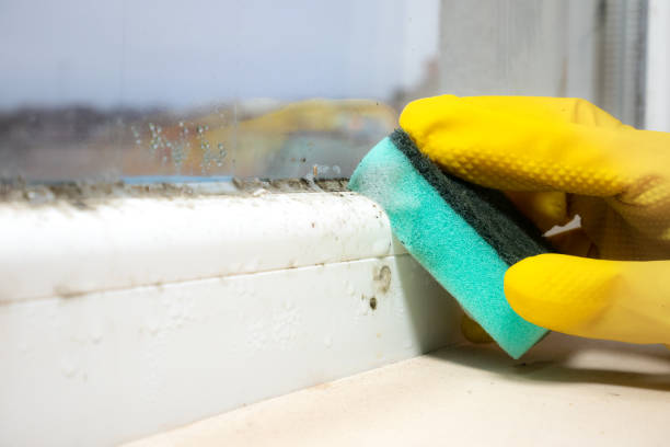 Best Attic Mold Remediation in Alma, MI