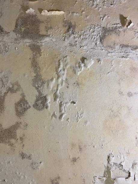 Best Post-Flood Mold Remediation in Alma, MI