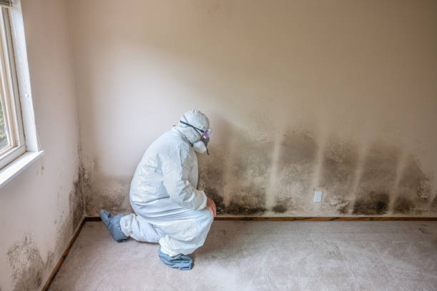 Best Mold Remediation for Specific Building Types in Alma, MI