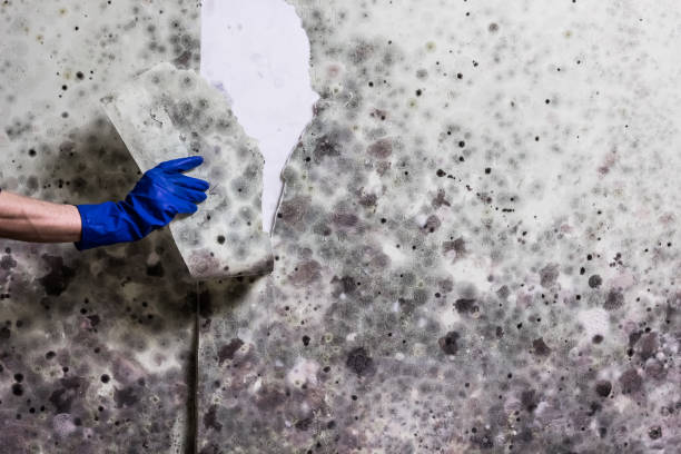 Trusted Alma, MI Mold Remediation Experts