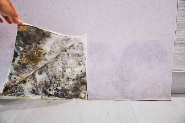 Best Residential Mold Remediation in Alma, MI